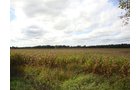 Property photo 2 - 71 Tillable Farmland Acres Offered in 1 Tract